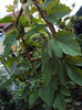 Passiflora vitifolia