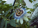 passi caerulea