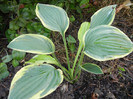 Hosta Aureomarginata (2012, August 11)