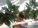 Fotografii-0261