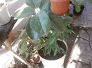 Fotografii-0263