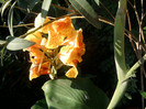 Fotografii-0265