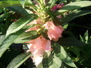Fotografii-0266