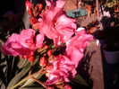 Fotografii-0272