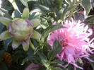 Fotografii-0275