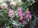 Fotografii-0287