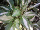 Fotografii-0290
