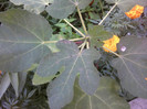 Fotografii-0294