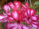 Fotografii-0296