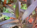 Fotografii-0297