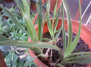 Fotografii-0298