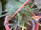 Fotografii-0299
