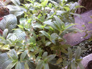 Fotografii-0300