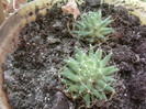 Fotografii-0305