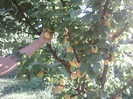 Fotografii-0307