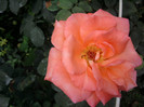 Fotografii-0333