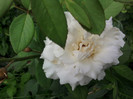 Fotografii-0335