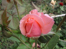 Fotografii-0337