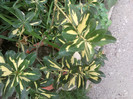 Fotografii-0341