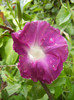 Picotee Morning Glory (2012, Aug.12)