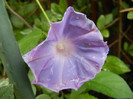 Picotee Morning Glory (2012, Aug.12)