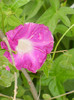 Picotee Morning Glory (2012, Aug.12)