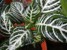 Aphelandra squarrosa (2012, Aug.11)