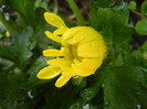 Yellow Chrysanthemum (2012, Aug.11)