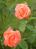 Rose Artistry (2012, August 11)