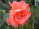 Rose Artistry (2012, August 11)