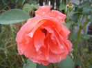 Rose Artistry (2012, August 11)