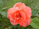 Rose Artistry (2012, August 11)