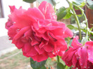 Rose Blaze Superior (2012, August 11)