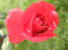 Rose Blaze Superior (2012, August 11)