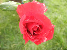 Rose Blaze Superior (2012, August 11)