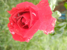Rose Blaze Superior (2012, August 11)
