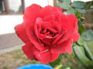 Rose Blaze Superior (2012, August 11)