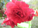 Rose Blaze Superior (2012, August 11)