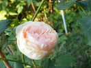 Ambridge Rose