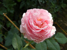 Gartentraume