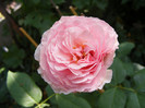 Gartentraume