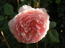 Gartentraume