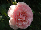 Gartentraume