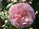 Gartentraume