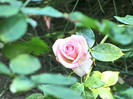 Wimi