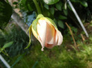 Abraham Darby