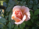 Abraham Darby
