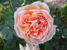 Abraham Darby
