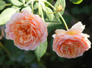 Abraham Darby