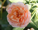 Abraham Darby